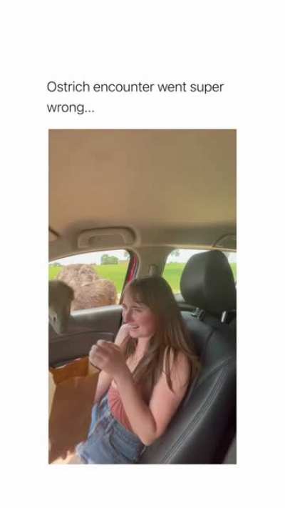the ostrich just wanted to eat ?
