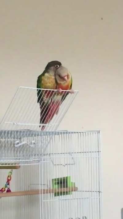 Pip Pip and Lucy are in love ?