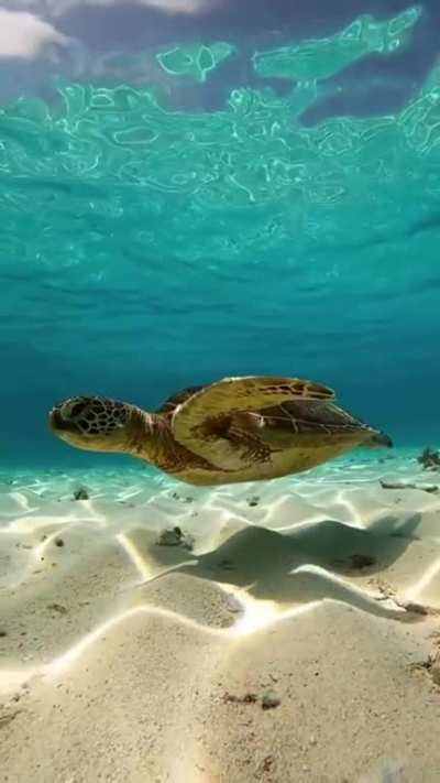 ? Sea turtle swimming in peace