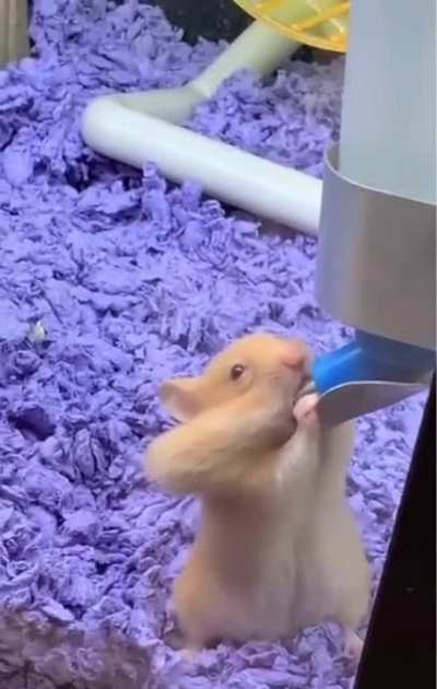Such a cutie drinking water!