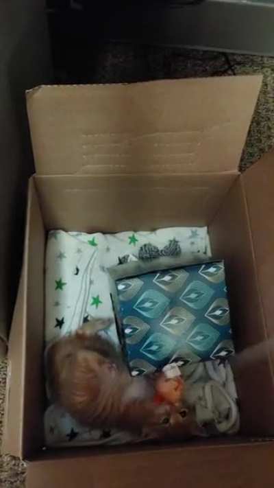Smol Penny playing! Soon she will be too big for this sub. ?