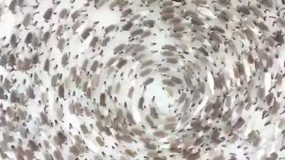 ? Herds of deer moving in a circle in Northwestern Russia, protecting females and cubs from the predators.