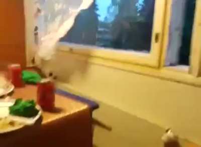 Wodka VS stun gun