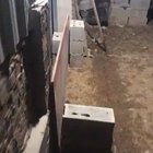 Release the ducks