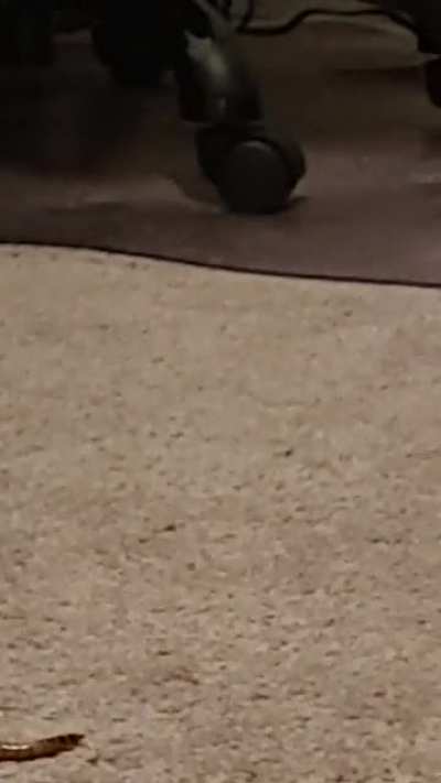 An apex predator hunting for worms