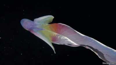 ? Blanket Octopus! Males are a walnut and females are 6 feet!
