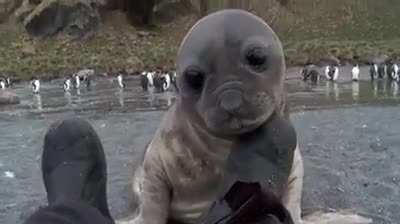 ? A wildlife photographer was photographing elephant seals on a beach and a baby came over to check him out ?