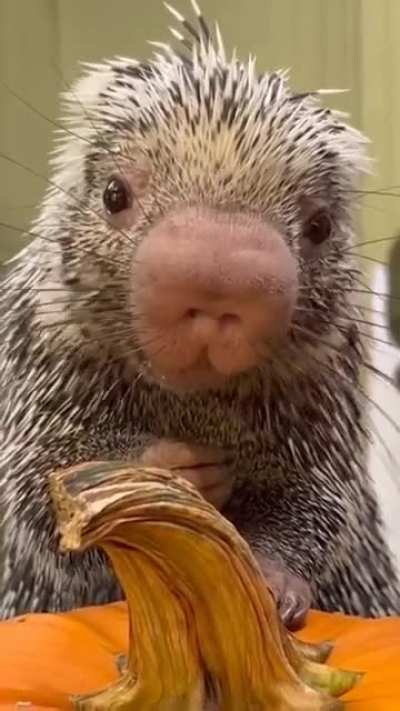 Baby porcupine