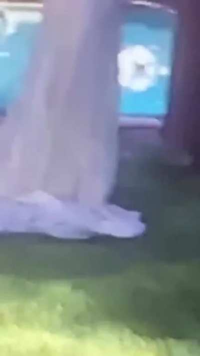 dog disappearing act at Zoom Wedding!