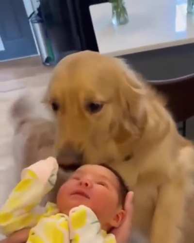 Dogs are truly angels ?