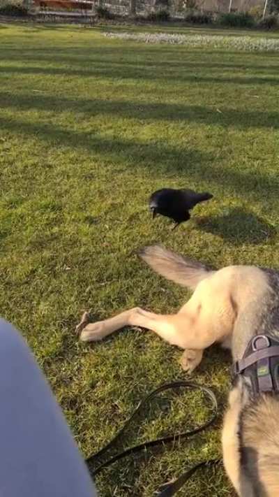 Meet Hank, the crow in our local park. You could say he's getting comfortable with our dog.