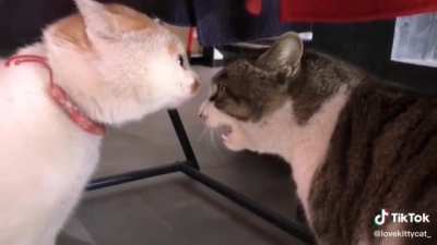 Pawsidential Debate ?