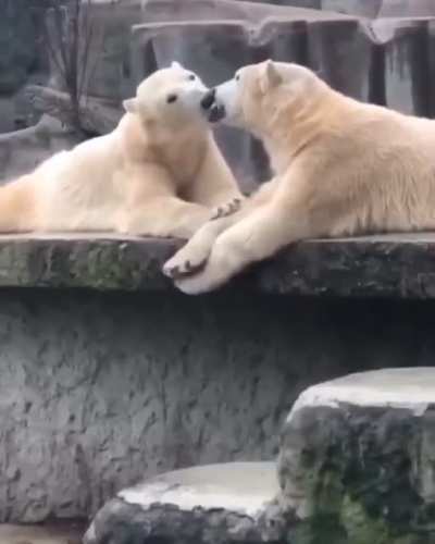 True love White bears ?