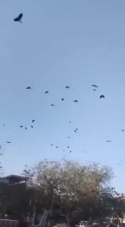 Somewhere in india there is a crowman who can summon crows