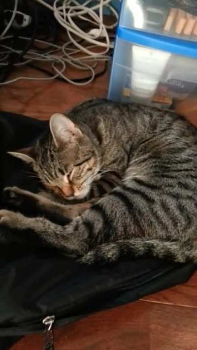 tiny cat, huge snore