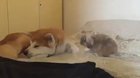 Bunnies flop over when they feel completely safe