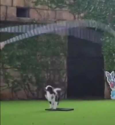 I will never be able to have the same coordination as that puppy.