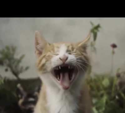 How various animals yawn