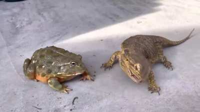 Feeding a African bullfrog and bearded lizard
