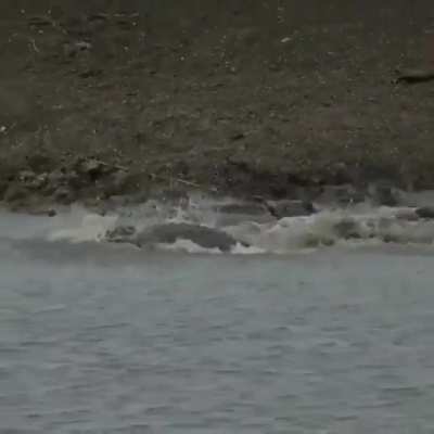 ? Crocodile sneaks up on a cheetah drinking from the waterhole