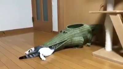 The tweet reads "he has a playing area that I paid 85€ for but he prefers going into the gosh darn crocodile mouth, what's your problem cats"