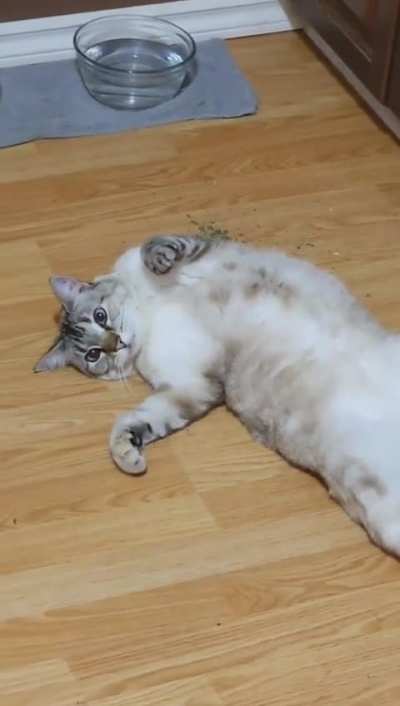 To much nip she turned into liquid
