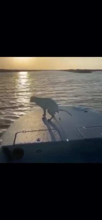 Shit Shit Shit...