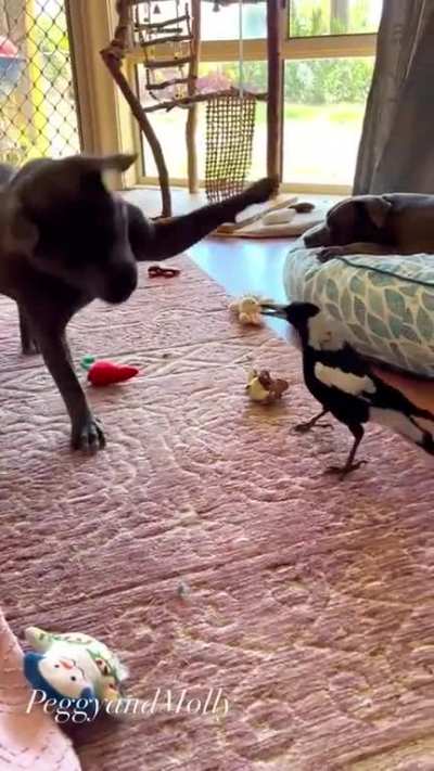 Buddies playing together??????