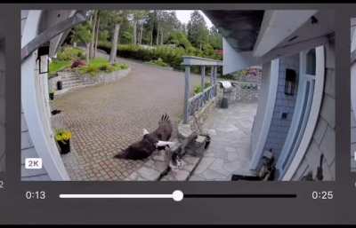 A Breast feeding mom saves her pet goose from a bald eagle