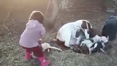 Little girl helps goat give birth