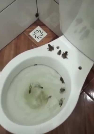 Frogs go brrrr.....