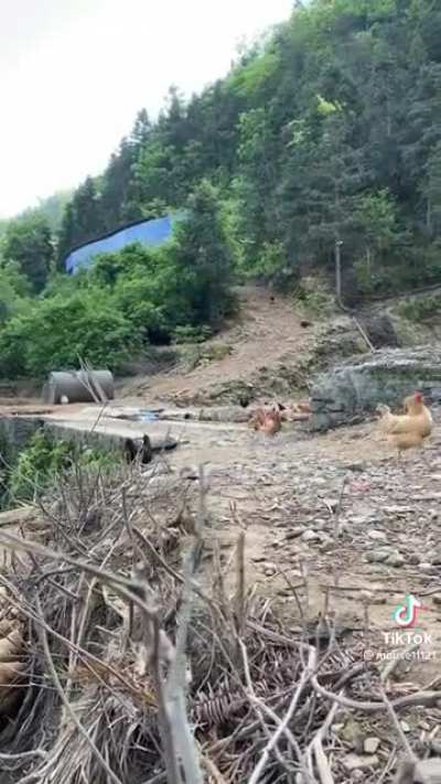 A peep of chickens appear from the woods "look at all them chickens"