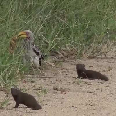 ? Dwarf South African Mongoose goofing off and plays dead for the Hornbill