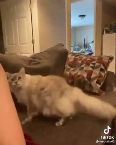 Please pet me Hooman!!