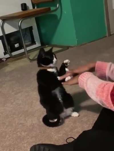 Paw on Top!
