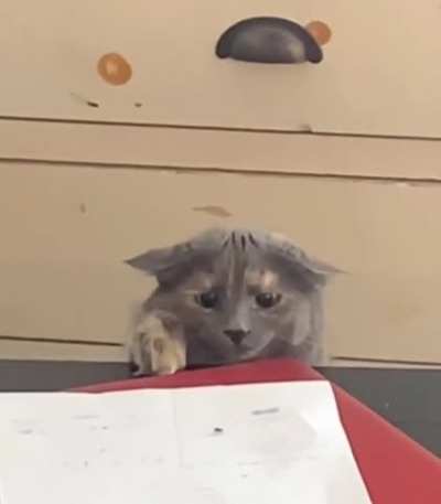 To catch a fly.