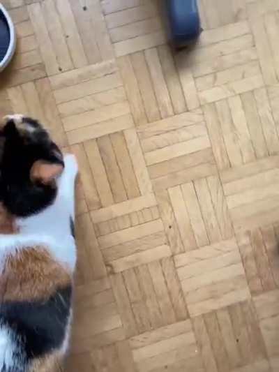 Another Sushi yell compilation
