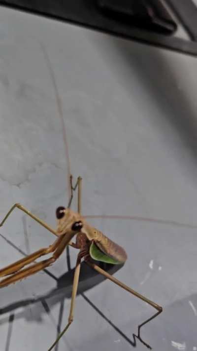 ?This beautiful Preying Mantis making sure I pay for my fuel