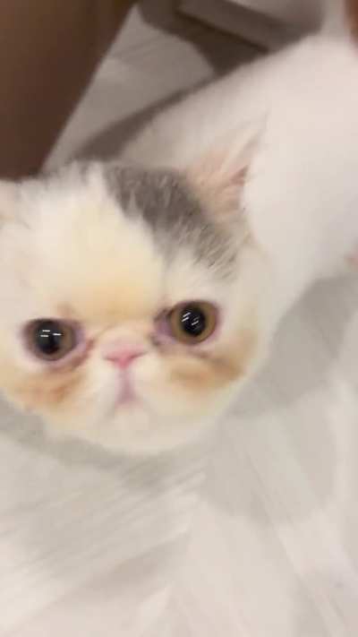 mighty rawr