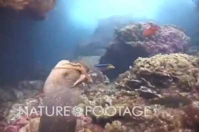 ? Octopus rides moray eel to avoid its attack
