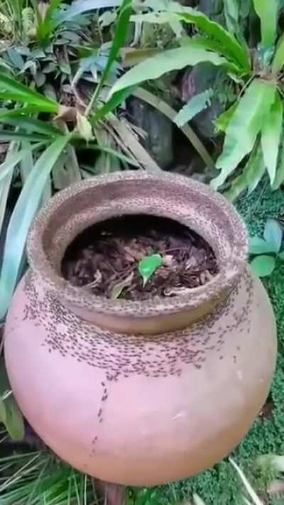 Some kind of ant ritual?