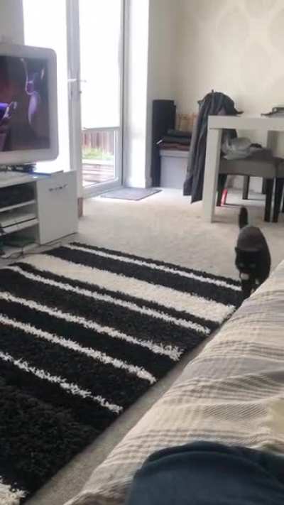 My cat likes to play fetch.