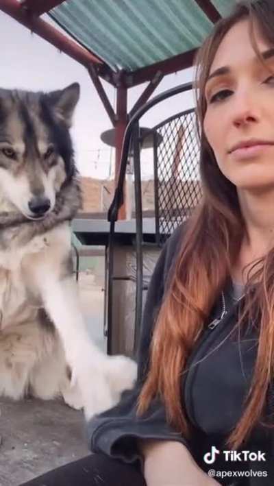 Vicious wolf attack