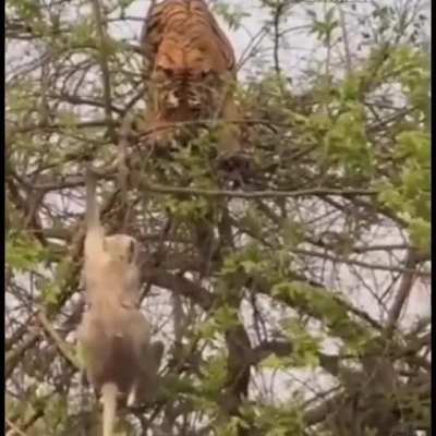 ? didn't know tigers could climb that high