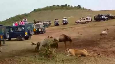 This lioness hunting tactics