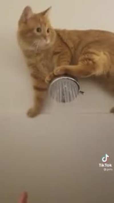 Shower repair kitty! ? ?