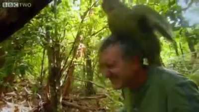 "you are being shagged by a rare parrot"