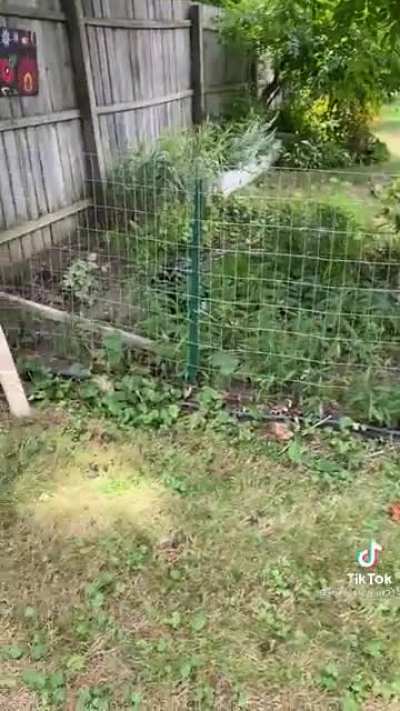 Woman sets off an alarm every time her neighbor lets his dogs out in a FENCED yard. She was charged with harassment.
