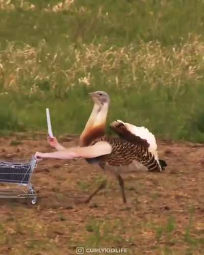If Birds had arms...