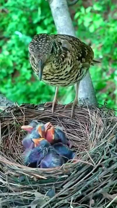 ? everyone gets fed